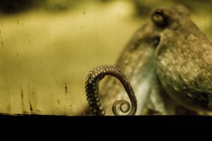 Octopus_Amsterdam_by_shinmat